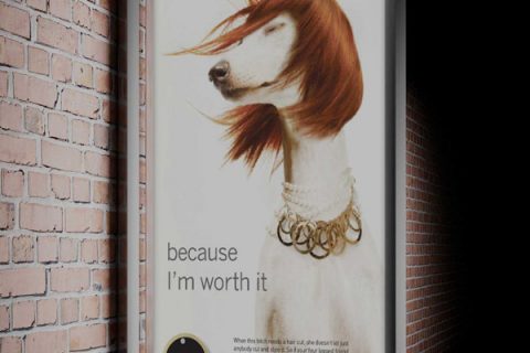 WAGS Advert Design Concept